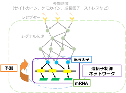 細胞内の遺伝子制御ネットワーク図