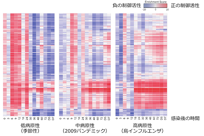 インフルエンザウイルス感染マウスにおける経時的転写因子活性変化の図