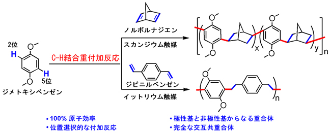 希土類触媒によるジメトキシベンゼンとジエン化合物の交互共重合反応の図