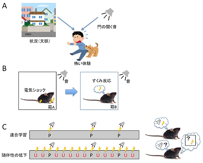 手がかりの競合モデルとラットの連合学習の図