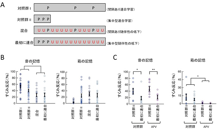 随伴性の低下による音記憶の減少と手がかり間の競合の関係の図