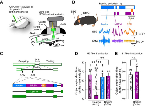inactivating m2 axons impairs tactile memory formation