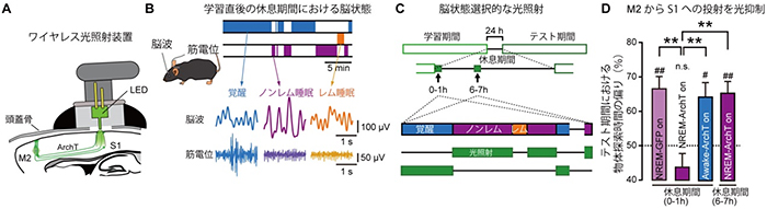 学習後の睡眠時における光抑制の図