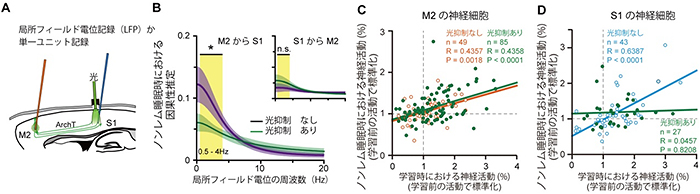 光遺伝学を用いたトップダウン回路抑制による神経活動への影響の図