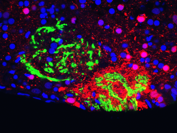 fluorescence imaging showing PGF2α-induced activation on neurons in the olfactory bulb