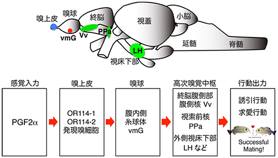 性フェロモンPGF2αによって活性化されるゼブラフィッシュ嗅覚神経回路の図