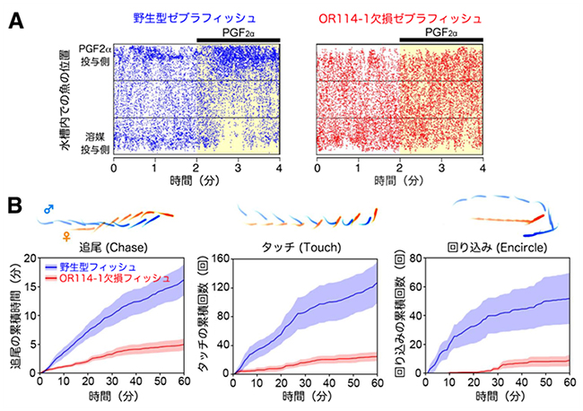 PGF2α嗅覚受容体欠損ゼブラフィッシュの行動異常の図