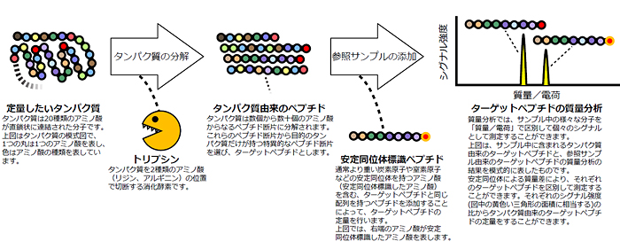 質量分析を利用したタンパク質定量の流れの図