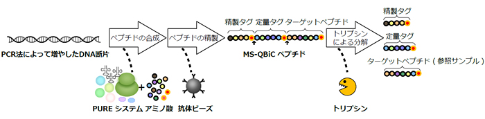 MS-QBiCによるタンパク質定量の図