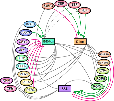 定量解析を行ったマウスの体内時計タンパク質の図