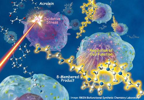 schematic of acrolein's regulatory role 