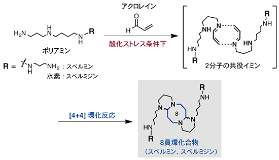 アクロレインとポリアミンとの[4+4]環化反応による8員環化合物の生成の図