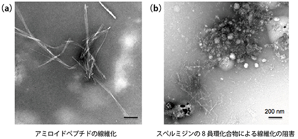 透過型電子顕微鏡（TEM）観察による8員環化合物存在化でのAβ40ペプチド線維化阻害の図