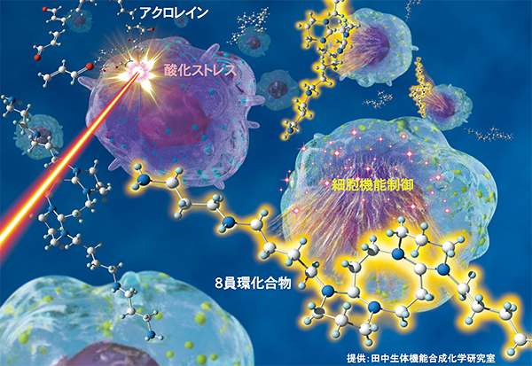 酸化ストレス条件下での8員環化合物形成による細胞制御の可能性の図。提供：田中生体機能合成化学研究室。