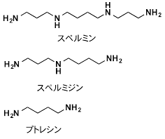 ポリアミン、スペルミン、スペルミジンの図