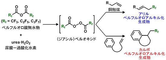 銅触媒アリルペルフルオロアルキル化反応とカルボペルフルオロアルキル化反応の図