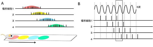 場所細胞と位相歳差の図