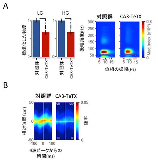 場所細胞集団の活動のタイミングを制御するCA3からCA1への入力の図