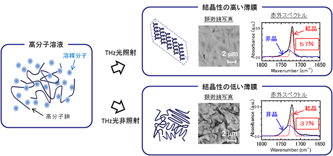 高分子溶液からの薄膜生成におけるテラヘルツ光照射の影響の図