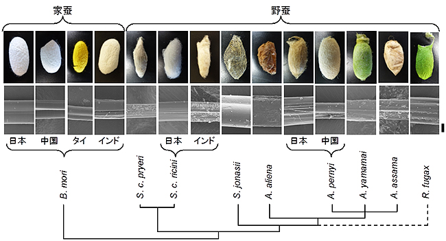 本研究で使用した蚕繭の形態図と系統図の画像