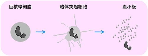 血小板形成の過程の図