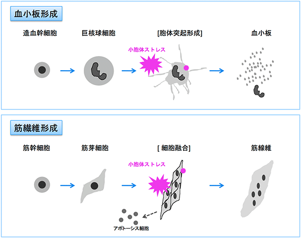 細胞がばらばらになるときも、くっつくときも役立つ小胞体ストレスの図