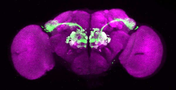output neurons and glomeruli labeled in a fly brain