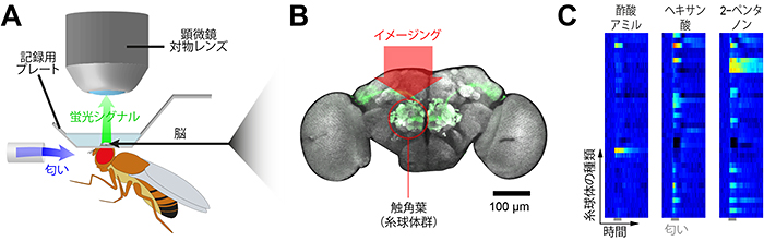 ショウジョウバエの触角葉（糸球体群）の匂い応答の図