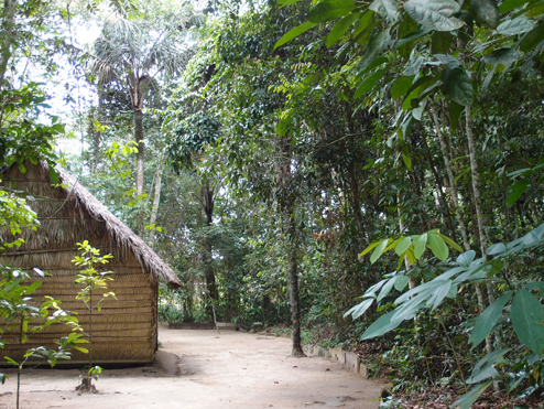 photos of rubber trees in Brazil