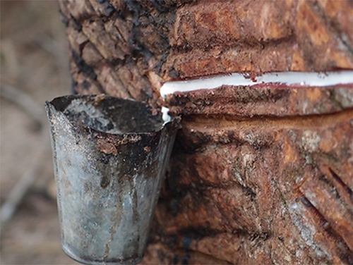 photo of rubber being tapped from a rubber tree