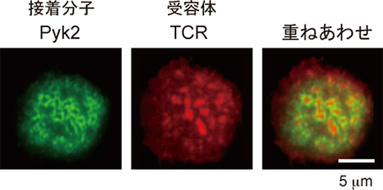TCRミクロクラスターを囲む接着分子リング「ミクロシナプス」の発見の画像