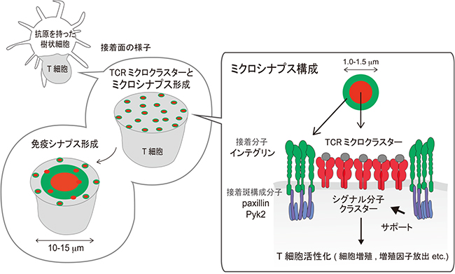 ミクロシナプスによるT細胞の感度と活性化の増強の図
