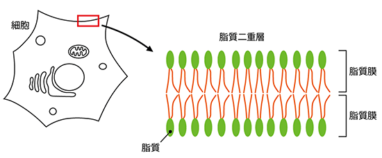 細胞膜の構造の図