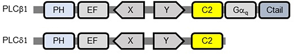 PLCβ1とPCLδ1のC末端部位の比較の図