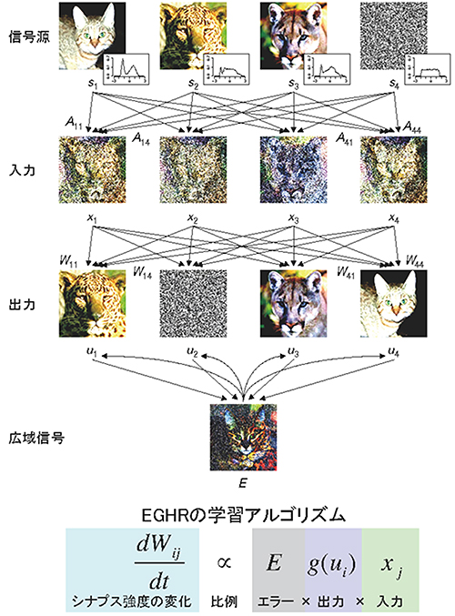 神経回路モデルの構造と学習アルゴリズムの図
