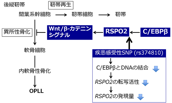 OPLLにおけるRSPO2の役割の図