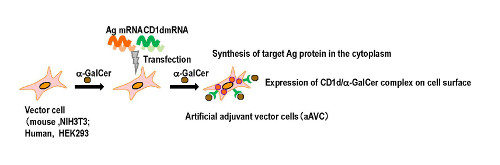 schematic showing how aAVCs are generated