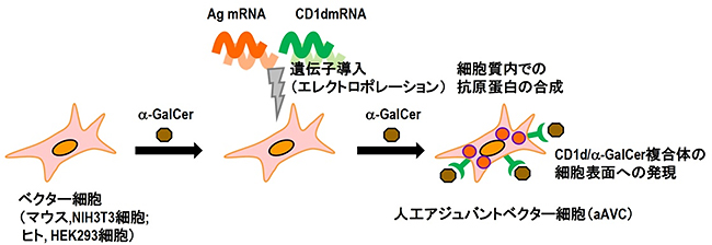 マウスとヒトにおける人工アジュバントベクター細胞（aAVC）の作製方法の図