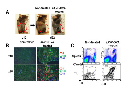 figure showing the anti tumor effect of aAVC