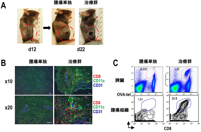 マウスのaAVCによる抗腫瘍効果とそのメカニズムの図