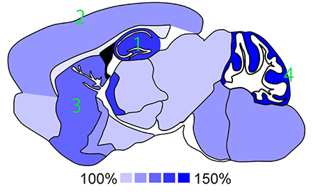 マウス脳グリコーゲンの矢状断面図の画像