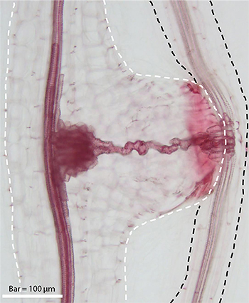 寄生植物コシオガマの吸器の写真