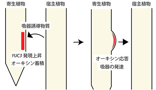 YUC3を介した吸器発生メカニズムの図