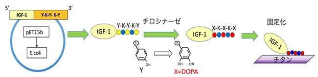 IGF-1への人工ペプチドの導入と接着性ペプチドへの変換の図