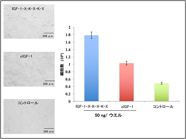 チタンプレートに固定化されたIGF-1の細胞増殖促進活性の図