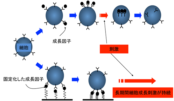 細胞の活性化の長期化の図