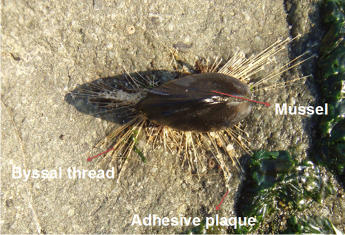 photo of a mussel