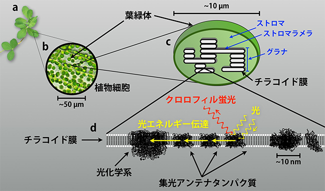 植物の葉に存在する葉緑体と光エネルギー伝達のイメージ図