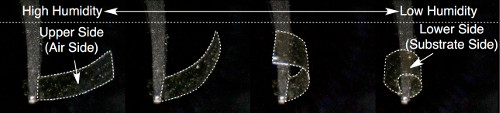 photos of how the film changes with humidity