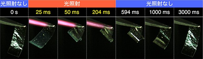 光照射に応答した薄膜アクチュエーターの高速屈伸運動の図